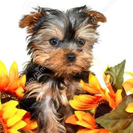 Yorkshire Terriers from Aspen Yorkies
