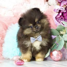 Harlyn- AKC Black and Tan - Black and tan male Pomeranian puppy in Santa Rosa, California from Cute California Poms