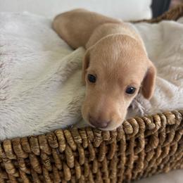 Sunny - Cream female Dachshund puppy in Bremen, Georgia from Asapp’s Sweet and Spicy Dachshunds