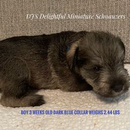 Boy 3 - Salt and pepper Miniature Schnauzer puppy in New Bern, North Carolina from DJS Delightful Miniature Schnauzers
