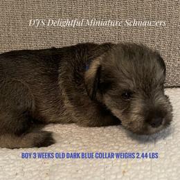Boy 3 - Salt and pepper Miniature Schnauzer puppy in New Bern, North Carolina from DJS Delightful Miniature Schnauzers