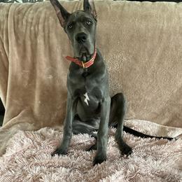 Great Dane Puppies from Blue Envy Great Danes