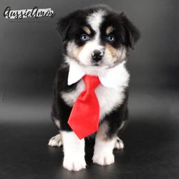 Black Tri 2 blue eyes - Black tri male Miniature Australian Shepherd puppy in Pinehurst, Texas from Aussie Amor