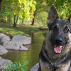 German Shepherd All Grown Up from vom Silbersand German Shepherds