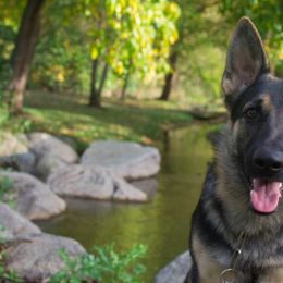 German Shepherd All Grown Up from vom Silbersand German Shepherds