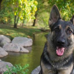 German Shepherd All Grown Up from vom Silbersand German Shepherds