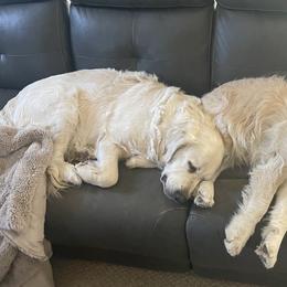 Belgian Sheepdogs and Golden Retrievers from Mi-Kels Belgians and Goldens