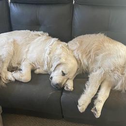 Belgian Sheepdogs and Golden Retrievers from Mi-Kels Belgians and Goldens