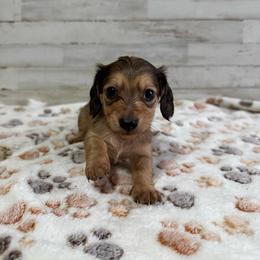 Autumn - Red female Dachshund puppy in Merced, California from JBDKennel