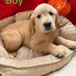 Golden Retriever Puppies from American True Golden retriever