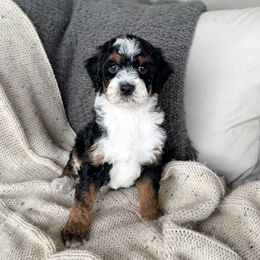 Bear - male Golden Mountain Doodle puppy in New River, Arizona from Sonoran Standard Doodles