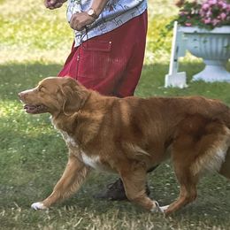 Nova Scotia Duck Tolling Retrievers from Chimay Kennels