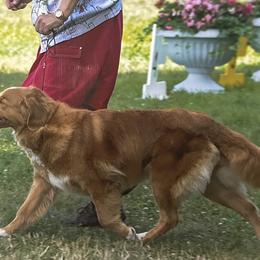 Nova Scotia Duck Tolling Retrievers from Chimay Kennels