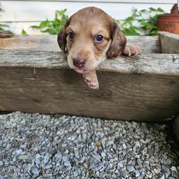 Randle - Dapple male Dachshund puppy in Mountain Grove, Missouri from Boot Scootin Pups