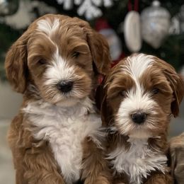 Australian Labradoodle and Goldendoodle Puppies from The Moon Doodles