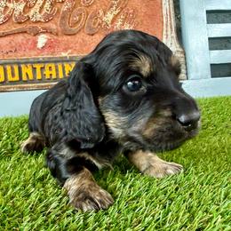 Brian ( the brindle) - Brindle male Dachshund puppy in Orlando, Florida from Weiner Wunderland of Central Florida