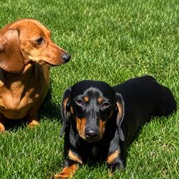 Dachshund Puppies from Whinebarkdachshunds LLC