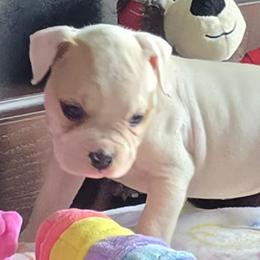 Reese - White and tan female American Bulldog puppy in Three Rivers, Michigan from Jemms Kennels