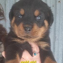 Girl 2 - Black and mahogany female Rottweiler puppy in De Witt, Iowa from Irish Eyes Kennels
