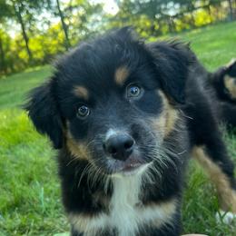Sasha - Black tri-color female Australian Shepherd puppy in Scottsville, Virginia from Cedar Creek Aussies