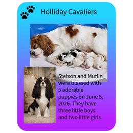 Cavalier King Charles Spaniel puppies from Holliday Cavalier King Charles Spaniels