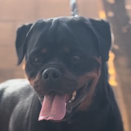 Lola - Rottweiler