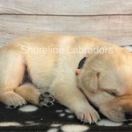 Orange - Yellow male Labrador Retriever puppy in Moyock, North Carolina from Shoreline Labradors