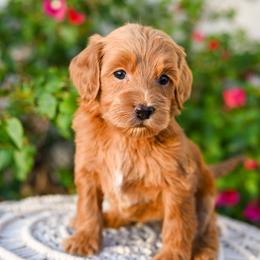 Sandy - Apricot female Goldendoodle puppy in Tucson, Arizona from Sun Valley Goldendoodles