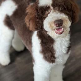 Kali - Parti female Goldendoodle puppy in Escalon, California from Miley&Co.