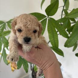 Birdie - Apricot female Cavapoo puppy in Strasburg, Pennsylvania from Still Water Puppies