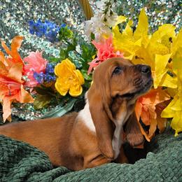 Duty - Brown black and white male Basset Hound puppy in Big Rapids, Michigan from Basket Hound Bassets