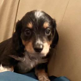 Cole - Black and cream male Dachshund puppy in Tarrant County, Texas from Louis' Litters