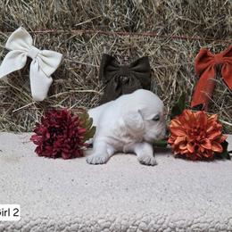 Pip Girl 2 - Light golden female Golden Retriever puppy in Niles, Michigan from Family Raised Goldens