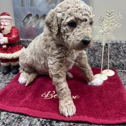 Carolina - Apricot female Goldendoodle puppy in Annville, Pennsylvania from Bellegrove Goldendoodles