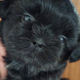 Minnie now Chola - Black female Shih Tzu puppy in Palmyra, New York from Karen's Tzus of Palmyra-Macedon