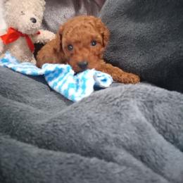 Tate - Red  male Poodle puppy in Millersburg, Ohio from My Furry Friends