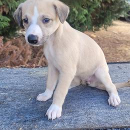 Mist - Blue female Whippet puppy in Goldendale, Washington from Amulet Charm