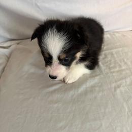 Apple - Black and tan female Pembroke Welsh Corgi puppy in Grand Blanc, Michigan from Dellinger's Corgi's