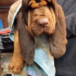 American Bully and Bloodhound Puppies from Blue Collar Kennelz Bloodhounds and American Bullies