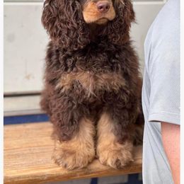 Adele - Cocker Spaniel