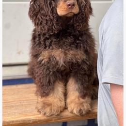 Adele - Cocker Spaniel