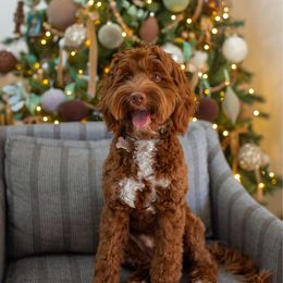 Theo - Australian Labradoodle