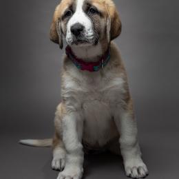 Anatolian Shepherd Dog Puppies from Fiddler’s Dream Anatolians