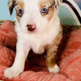 Red Merle boy 2 - Red merle male Toy Australian Shepherd puppy in Oklahoma City, Oklahoma from Faith River Aussies