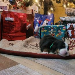 Bernese Mountain Dog Puppies from Stone Hill Farm