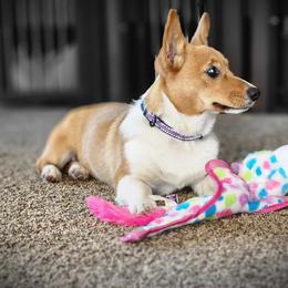 Pembroke Welsh Corgi Puppies from Tiny Titans K9