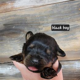 Black boy - Black and mahogany male Rottweiler puppy in Custer County, Oklahoma from Rough Creek Kennels