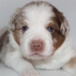 Comet - Red merle male Miniature Australian Shepherd puppy in Brooker, Florida from Triple Branch Aussies