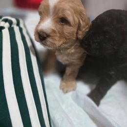 Rockie - Merle male Bernedoodle puppy in Massanutten, Virginia from Doting Doodles