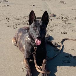 V - Gold brindle female Dutch Shepherd puppy in Copperopolis, California from The Canine Ranch